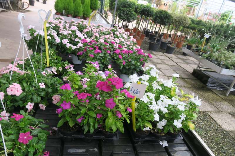 Fiori freschi
